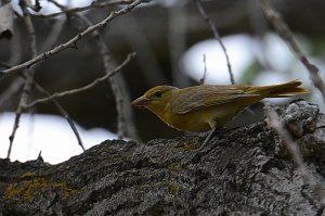 Tanager, Summer, 2015-06050097 Albuquerque, NM